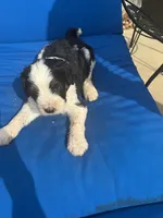 ROSCO, a male Bernedoodle for sale in Chatsworth, GA – 1 of 3