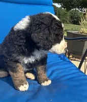 Bessy, a female Bernedoodle for sale in Chatsworth, GA – 3 of 3