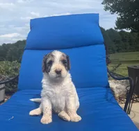 Macy, a female Bernedoodle for sale in Chatsworth, GA – 2 of 4