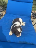 Daisy, a female Bernedoodle for sale in Chatsworth, GA – 3 of 3