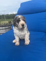 Lucy, a female Bernedoodle for sale in Chatsworth, GA – 2 of 2