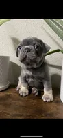 stitch , a male French Bulldog for sale in Yakima, WA – Photo 1 of 3