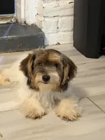 Milo, a male Yorkshire Terrier for sale in Louisville, KY – 3 of 3