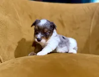 Blue Merle party Yorkie, a female Yorkshire Terrier for sale in Louisville, KY – 6 of 8