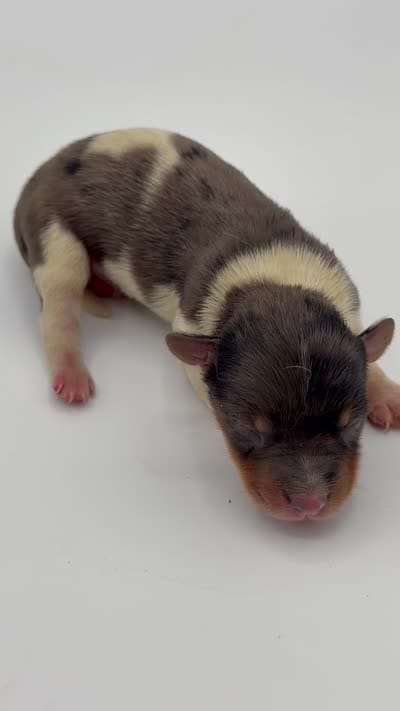 Blue Merle party Yorkie, a male Yorkshire Terrier for sale in Louisville, KY – 6 of 6