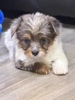 Blue Merle party Yorkie, a female Yorkshire Terrier for sale in Louisville, KY – 1 of 8