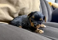 Teacup Yorkie , a female Yorkshire Terrier for sale in Louisville, KY – 6 of 10