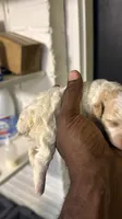 White Merle poodle , a female Poodle - Miniature  for sale in Louisville, KY – 9 of 10
