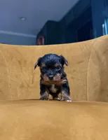Teacup Yorkie , a female Yorkshire Terrier for sale in Louisville, KY – 7 of 10
