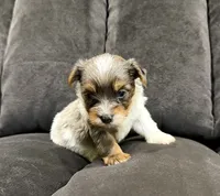 Blue Merle party Yorkie, a female Yorkshire Terrier for sale in Louisville, KY – 8 of 8
