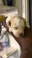 White Merle poodle , a female Poodle - Miniature  for sale in Louisville, KY – 5 of 10