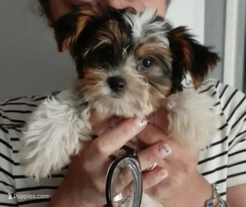 Milo – Yorkshire Terrier puppy for sale in Louisville, KY
