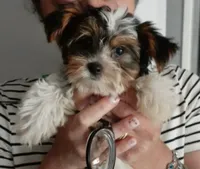 Milo, a male Yorkshire Terrier for sale in Louisville, KY – 1 of 3