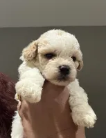 Toy poodle , a male Poodle - Toy  for sale in Louisville, KY – 5 of 10