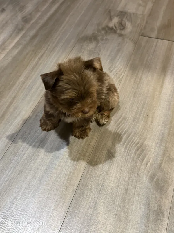 King – Yorkshire Terrier puppy for sale in Louisville, KY