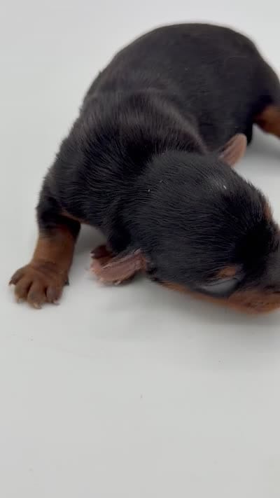 Traditional , a female Yorkshire Terrier for sale in Louisville, KY – 5 of 5