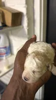 White Merle poodle , a female Poodle - Miniature  for sale in Louisville, KY – 7 of 10
