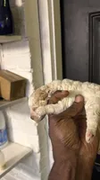 White Merle poodle , a female Poodle - Miniature  for sale in Louisville, KY – 3 of 10