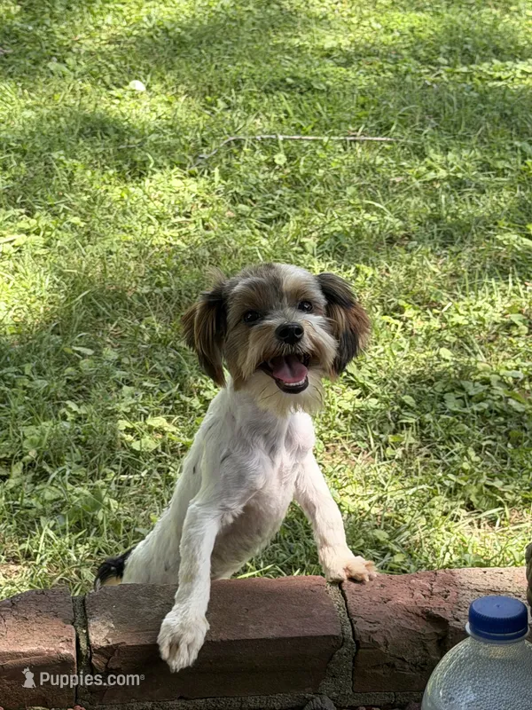 Milo – Yorkshire Terrier puppy for sale in Louisville, KY