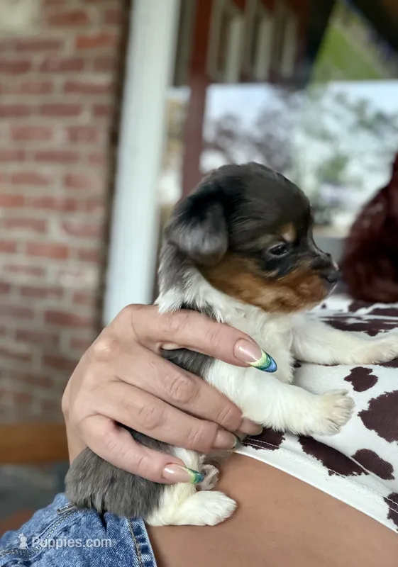 Blue Merle party Yorkie – Yorkshire Terrier puppy for sale in Louisville, KY