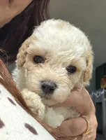 Toy poodle , a male Poodle - Toy  for sale in Louisville, KY – 1 of 10