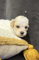 Toy poodle , a male Poodle - Toy  for sale in Louisville, KY – 7 of 10