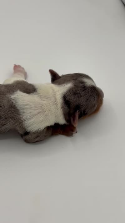 Blue Merle party Yorkie, a female Yorkshire Terrier for sale in Louisville, KY – 7 of 7