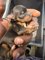 Traditional , a female Yorkshire Terrier for sale in Louisville, KY – 1 of 5
