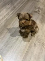 King, a male Yorkshire Terrier for sale in Louisville, KY – 3 of 6