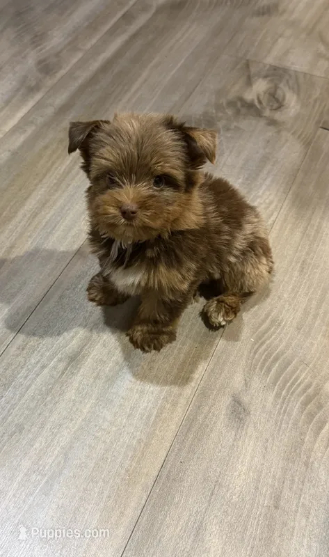 King – Yorkshire Terrier puppy for sale in Louisville, KY