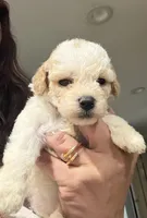 Toy poodle , a male Poodle - Toy  for sale in Louisville, KY – 2 of 10