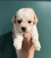 Toy poodle , a male Poodle - Toy  for sale in Louisville, KY – 3 of 10