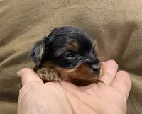 Teacup Yorkie , a female Yorkshire Terrier for sale in Louisville, KY – 2 of 10