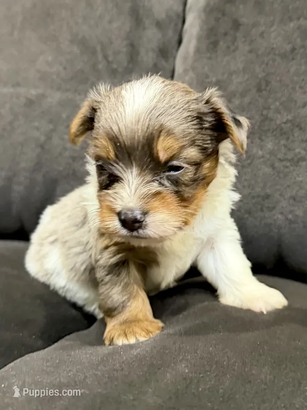 Blue Merle party Yorkie – Yorkshire Terrier puppy for sale in Louisville, KY
