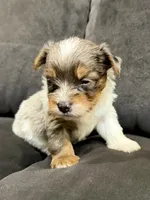 Blue Merle party Yorkie, a female Yorkshire Terrier for sale in Louisville, KY – 5 of 8