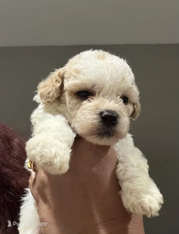 Toy poodle  – Poodle - Toy  puppy for sale in Louisville, KY