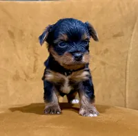 Teacup Yorkie , a female Yorkshire Terrier for sale in Louisville, KY – 1 of 10