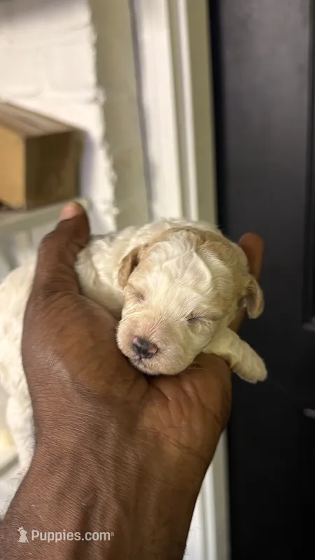 White Merle poodle  – Poodle - Miniature  puppy for sale in Louisville, KY