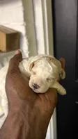 White Merle poodle , a female Poodle - Miniature  for sale in Louisville, KY – 1 of 10