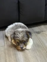 Blue Merle party Yorkie, a female Yorkshire Terrier for sale in Louisville, KY – 2 of 8