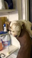 White Merle poodle , a female Poodle - Miniature  for sale in Louisville, KY – 10 of 10