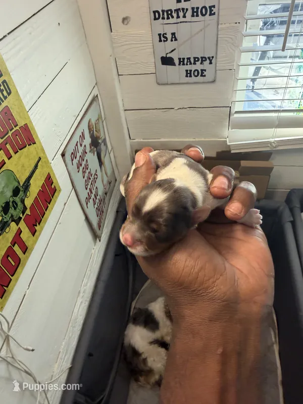 Blue Merle party Yorkie – Yorkshire Terrier puppy for sale in Louisville, KY