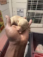 Toy poodle , a female Poodle - Toy  for sale in Louisville, KY – 2 of 5