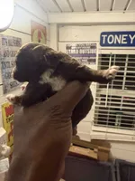 Toy poodle , a female Poodle - Toy  for sale in Louisville, KY – 5 of 5