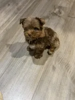 King, a male Yorkshire Terrier for sale in Louisville, KY – 5 of 6