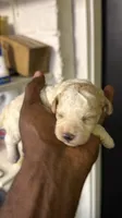 White Merle poodle , a female Poodle - Miniature  for sale in Louisville, KY – 2 of 10