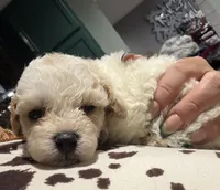 Toy poodle , a male Poodle - Toy  for sale in Louisville, KY – 10 of 10