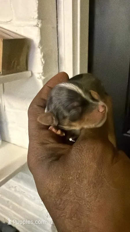 Blue Merle party Yorkie  – Yorkshire Terrier puppy for sale in Louisville, KY