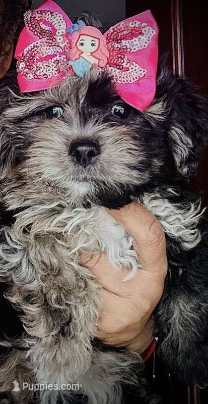 Sky – Yorkipoo puppy for sale in Louisville, KY