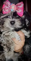 Sky, a female Yorkipoo for sale in Louisville, KY – 1 of 1